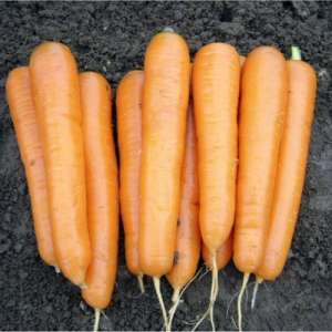 Аттилио F1 - морковь,  калибр 100 000 семян, Nickerson Zwaan  фото, цена
